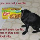 Waffle Dog