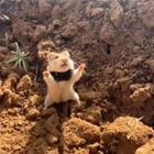 Wanna Fight
