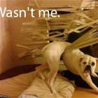 Wasnt Me