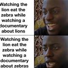 Watchign The Lion