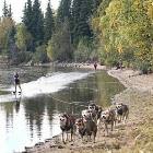 Water Dog Skiing