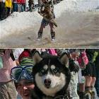 Water Skiing Dog