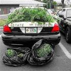 Weed Plants