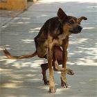 Weird Dog