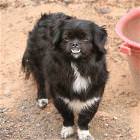 Weird Looking Dog