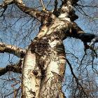 Weird Tree