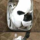 Weirdo Jar Cats