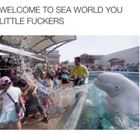 Welcome To Sea World