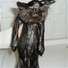 Wet Cat