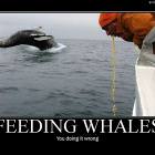 Whale Feeding