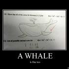 Whale
