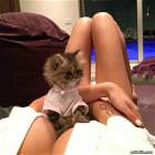 What A Cute Kitten