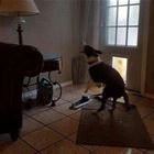 What A Good Boy