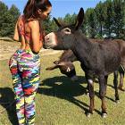 What An Ass