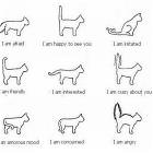 What Cats Tails Tell You