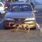 What Deer