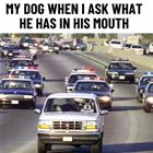What Do You Have