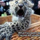 What Has Been Seen