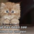 What Has Been Seen
