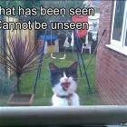What Has Been Seen