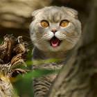 What Has Been Seen Cat