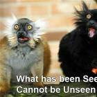 What Has Been Seen