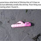 What Kind Of Shrimp