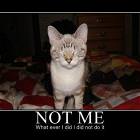 Whatever I Did