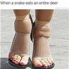 When A Snake Eats A Deer