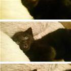 When You Cat Sees You Naked