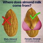 Where Does Almond Milk Come From
