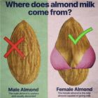 Where Does Almond Milk Come From