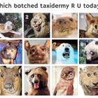 Which Are You Today