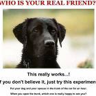 Who Is Your Real Friend