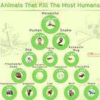 Who Kills The Most
