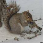 Who Needs Nuts