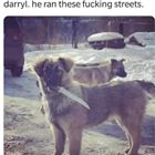 Whos A Good Boy