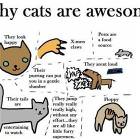 Why Cats Are Awsome
