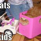 Why Cats Hate Kids