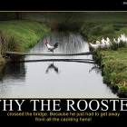 Why The Rooster