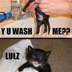 Why Wash