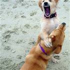 Wild Attack Dog