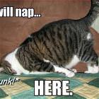 Will Nap Here