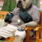 Woof
