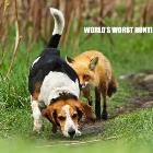 Worlds Worst Hunting Dog