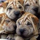 Wrinkles