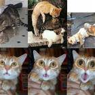 Wtf Cat