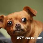 Wtf Did You Just Say