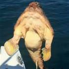Wtf Picdump 14