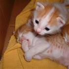 Yawning Kitten